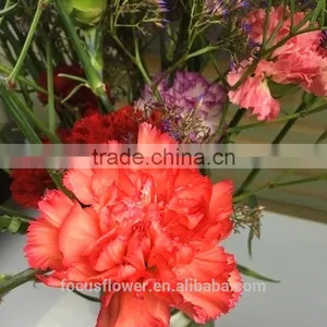 Unique Fresh Cut Flowers Colombia Carnations Wholesale for Parties thumbnail-2