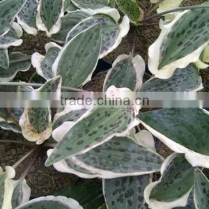 Ledebouria Maculata Variegated thumbnail-1