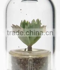 Plant Pet and Mini Plant thumbnail-1