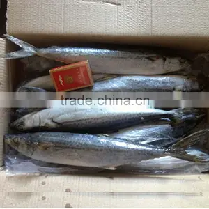 Frozen Seafood Mackerel thumbnail-5