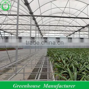 PEP Plastic Dome Greenhouse thumbnail-1
