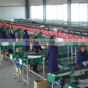 Orange Washing ,waxing ,grading and Packing Production Line thumbnail-1