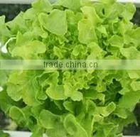 Organic Fresh Lettuce thumbnail-1