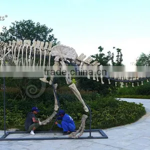 Outdoor Park Life Size Fiberglass Dinosaur Skeleton thumbnail-4