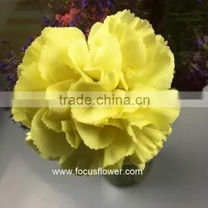Wholesale Cheap Colorful Carnation Flower Import From China Yellow Fresh Carnation Flower thumbnail-1