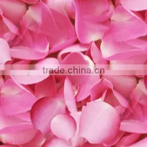 100% Pure Rose Essential Oil thumbnail-4