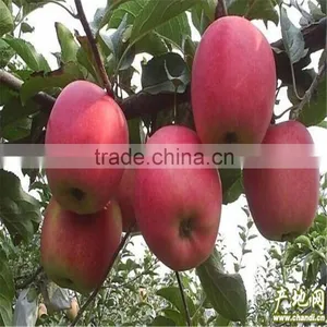 2015 New Crop Fresh Red Star Apples Fruit thumbnail-2