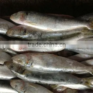 Whole Round Fresh Sardine Frozen Fish 8-10pcs/kg for Market thumbnail-2