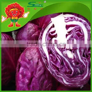 Chinese Fat Red Cabbage Fresh Purple Cabbage thumbnail-4