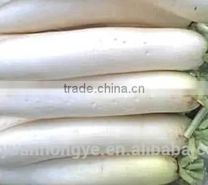 Fresh Radish thumbnail-1