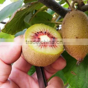 Kiwifruit Tree Seedling thumbnail-1