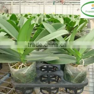 3.5 Inch Pot Orchid Phalaenopsis Tissue Seedlings thumbnail-3