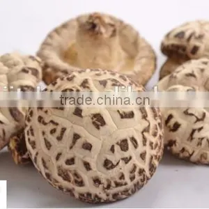Organic Shitake Mushrooms for Fresh Shiitake Mushroom With High Quaiity thumbnail-2