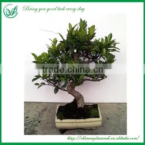 Ficus Mini Bonsai thumbnail-5