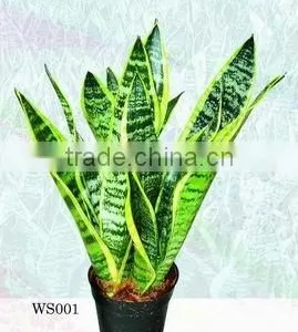 H25-35cm Indoor Plants Sansevieria Trifasciata Laurentii Bonsai thumbnail-1