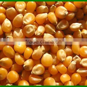 China Latest Technology Corn Shelling Machine Made in China for Sale thumbnail-4