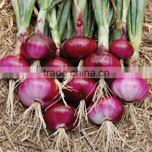 Vietnam Fresh Onion for Kuwait Market thumbnail-4