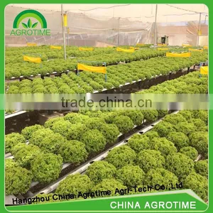 High Benefit Hydroponic Green House for Lettuce for Sale thumbnail-1