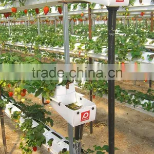 Plastic Strawberry Grow Box thumbnail-4