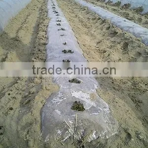 PE Transparent Agriculture Plastic Film Perforated or Not thumbnail-1