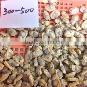 Short Necked Clam Meat thumbnail-5