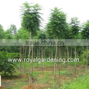 Jacaranda Acutifolia thumbnail-2