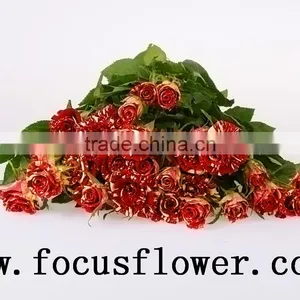 Good Quality Fresh Black Roses in Delhi Roses Flowers Spray Rose Meteor Shower for Wedding Decoration Without Middleman thumbnail-1