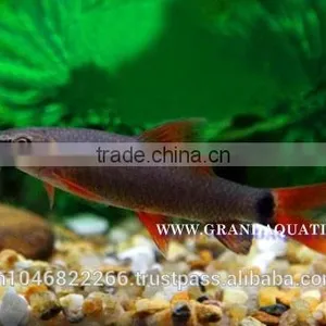 Rainbow Shark Fish/Ornamental Fish Thailand thumbnail-6