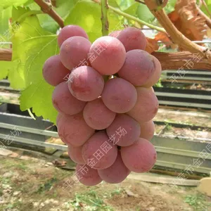 Red Globe Grape Seedlings Grape Vines thumbnail-1