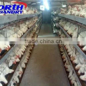 Full Automatic Feeding and Drinking System A Type Layer Quail Cage thumbnail-3