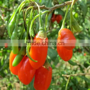 2015 GOJI SIZE A500 thumbnail-1