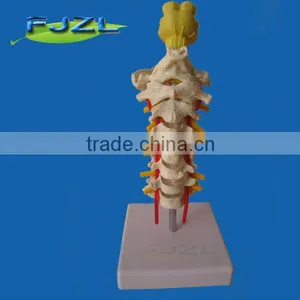 Advanced PVC Flexible Medical Human Spine Anatomical Model For Education/ Artificial thumbnail-1