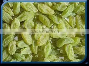 Green Raisin thumbnail-1