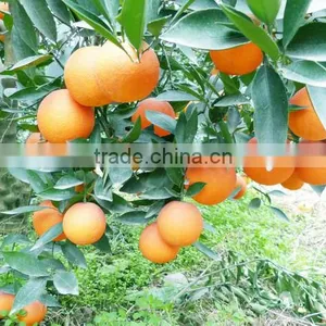 Sweet Navel Orange 1st Class Price thumbnail-1