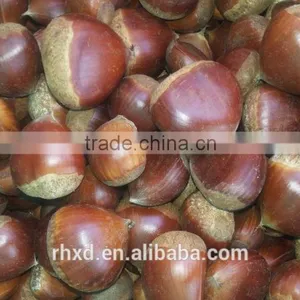 Health Food New Crop Organic Fresh Bulk Chestnuts thumbnail-1