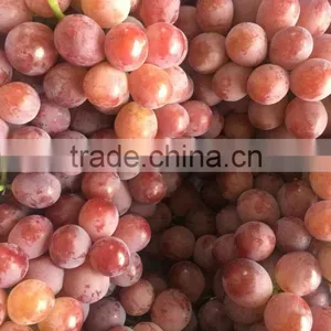 Chinese Globe Fresh Grape For Sale thumbnail-2
