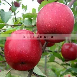 Fresh Type Fuji Apple thumbnail-1