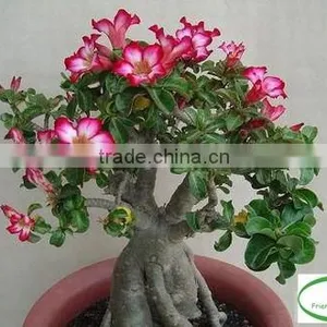 Desert Rose thumbnail-5