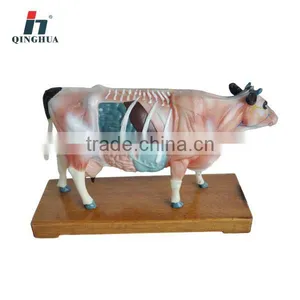 Cattle Acupuncture Model thumbnail-1