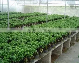 Zhangzhou Wisdom Industry & Trade Co., Ltd. company overview - view 2 thumbnail
