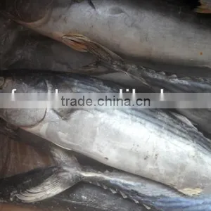 Size in 1.5kg Frozen Sarda Bonito thumbnail-1