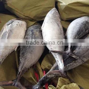 300-500g Frozen Bonito Tuna Fish thumbnail-4