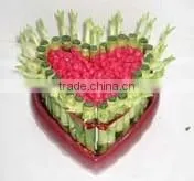 Lucky Bamboo ( Dracaena Sanderiana) Heart Shape thumbnail-5
