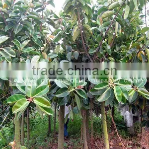 Ficus Elastica Live Plants thumbnail-1