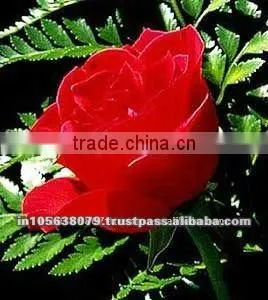 Pure Indian Organic Rose Oil thumbnail-1