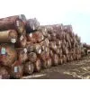 Roko Lumber , Bubinga Lumber , Teak Lumber,tali,azobe,sipon,iroko,sappeli,dossies and Other Lumber Woods and Square and Round Logs thumbnail-1