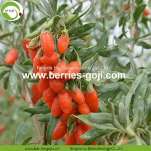 Factory Supply Nutrition Dried Chinese Wolfberry thumbnail-2