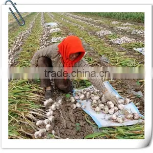 2016 Jinxiang Fresh Garlic thumbnail-3