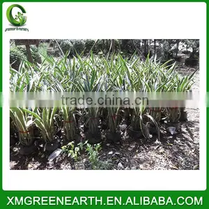 Agave Americana Variegata thumbnail-2