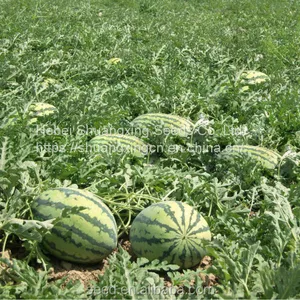 Early Maturity f1 Hybrid Watermelon Seeds thumbnail-3